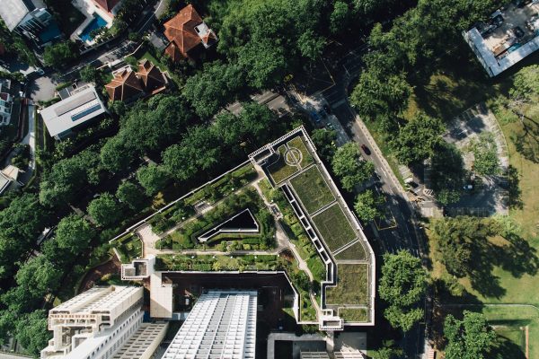 Sedum groendak: alles wat je moet weten over deze duurzame dakoplossing